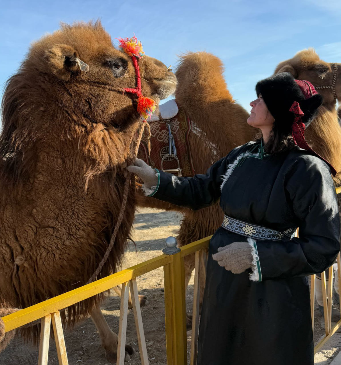 Dr. Margreet Voermans - Equine & Camel Surgeon