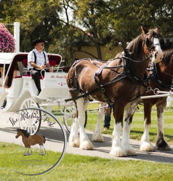 Horse-Drawn Carriage